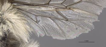Media type: image;   Entomology 15667 Aspect: Wing hind